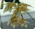 Stanhopea oculata